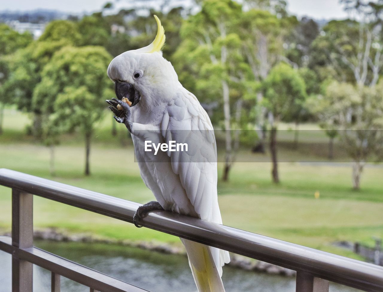 Close-up of bird perching on railing