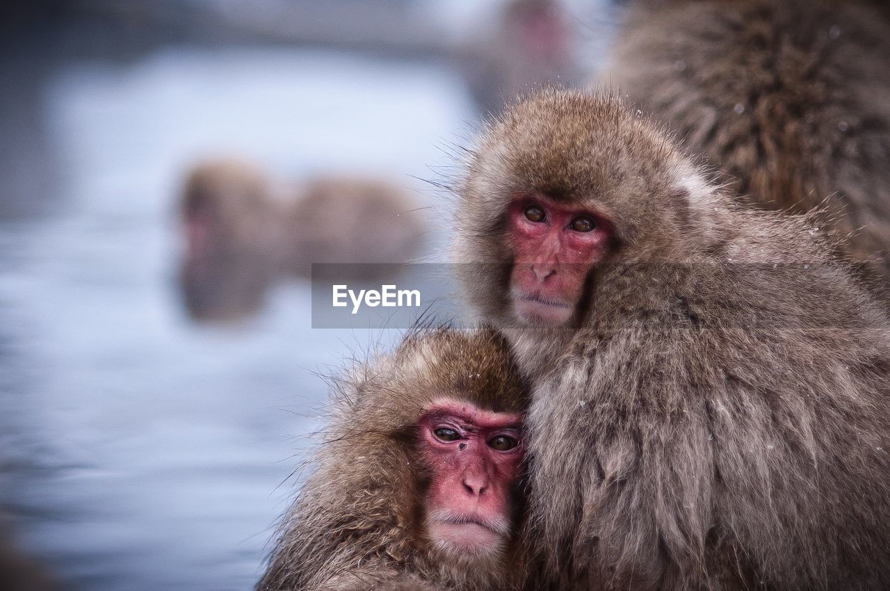 Portrait of japanese macaques at jigokudani monkey park