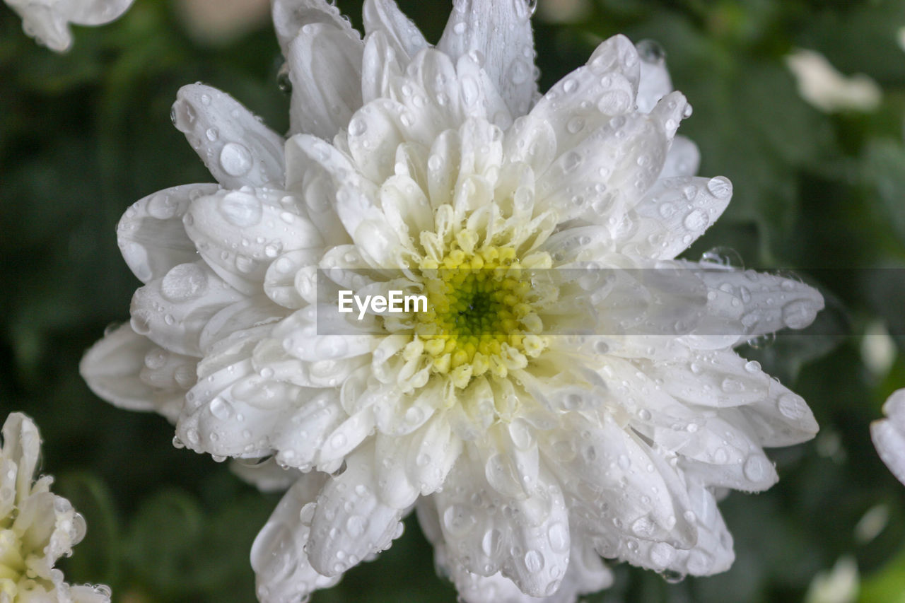 Close-up of wet white flower