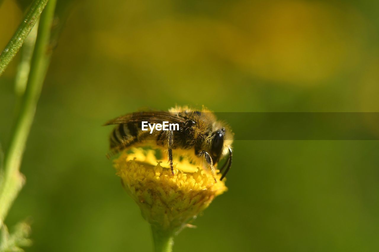 CLOSE-UP OF HONEY BEE ON FLOWER