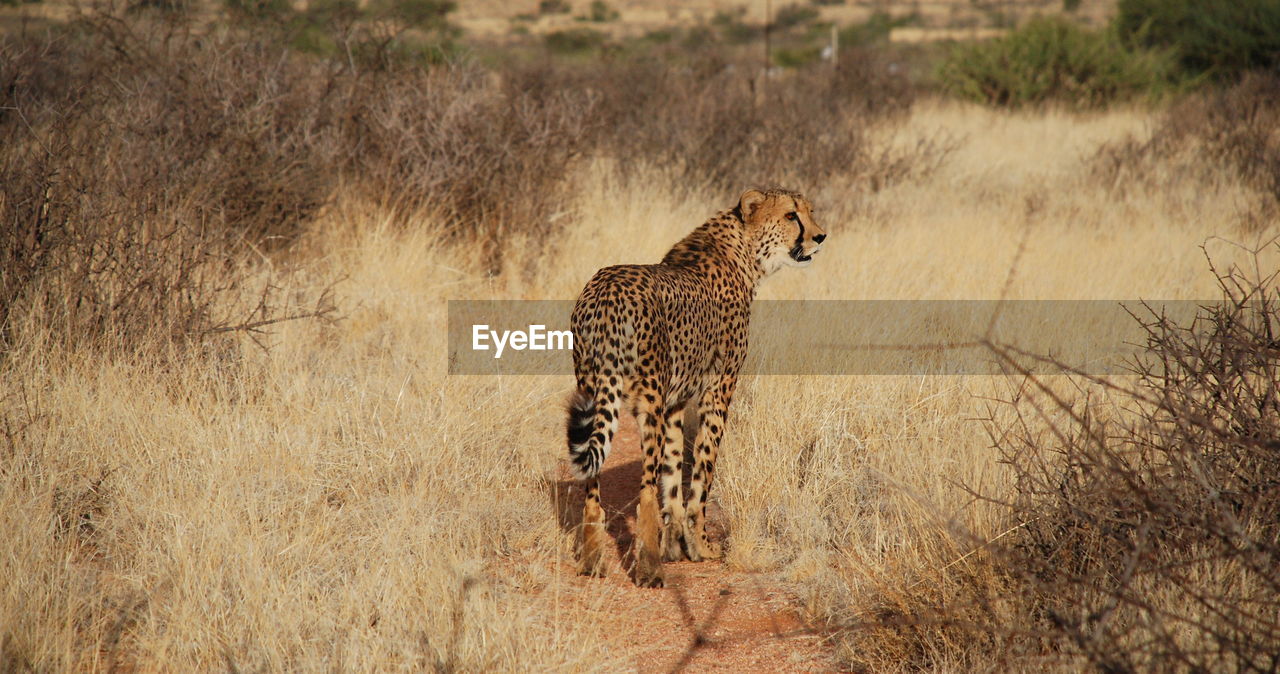 Rear shot of a leopard on landscape