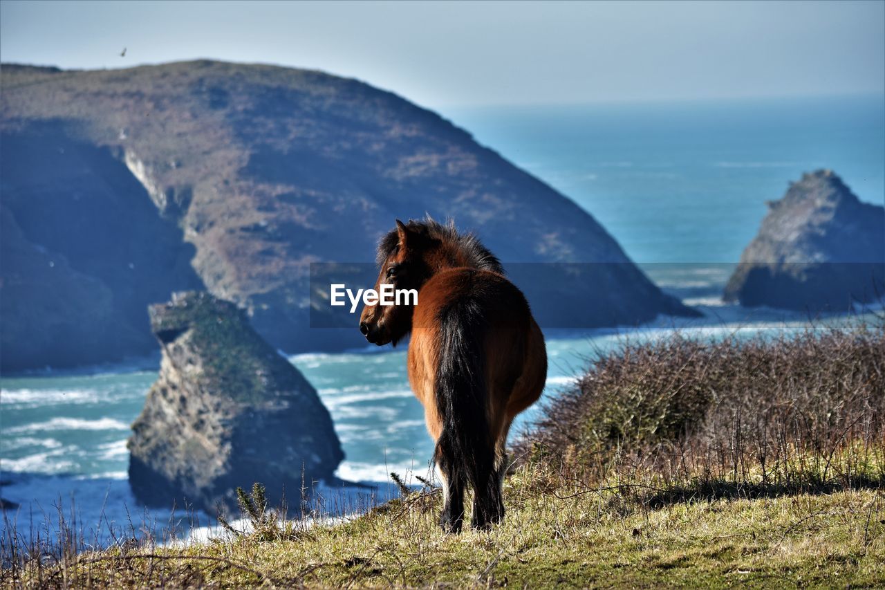 View of a horse on top of cliffs, looking ocean