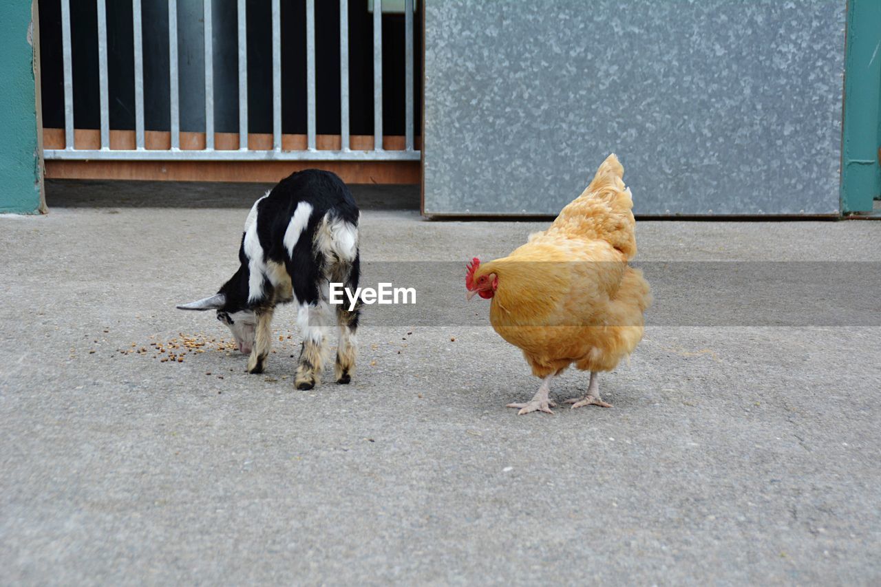 Goat and chicken standing outdoors