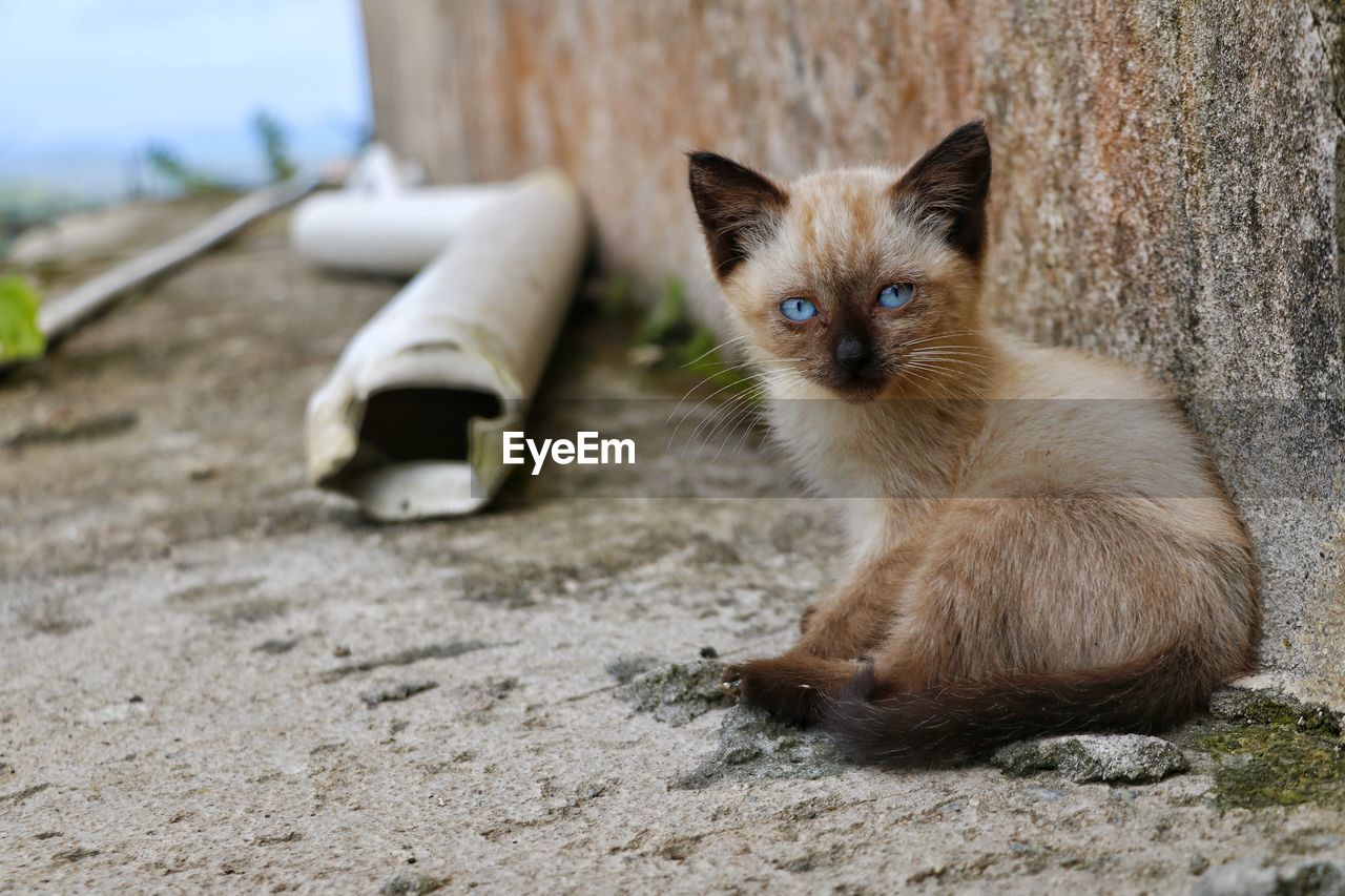 Portrait of kitten relaxing on footpath