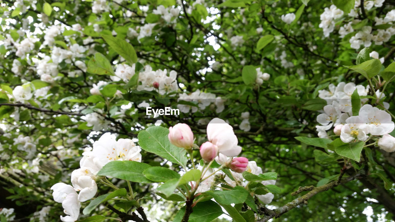 CLOSE-UP OF WHITE FLOWERS