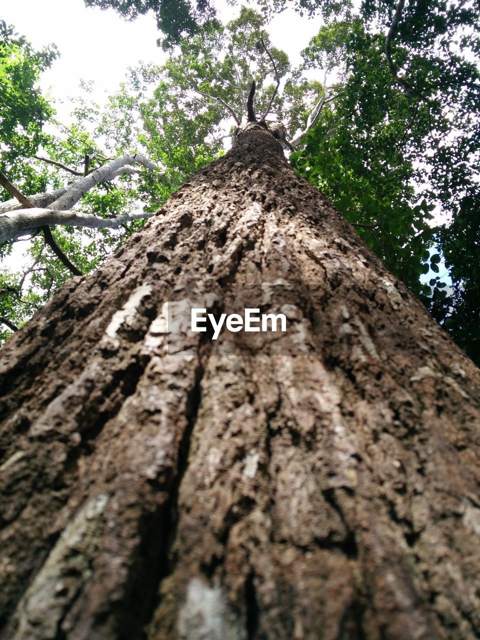 Low angle view of tree trunk