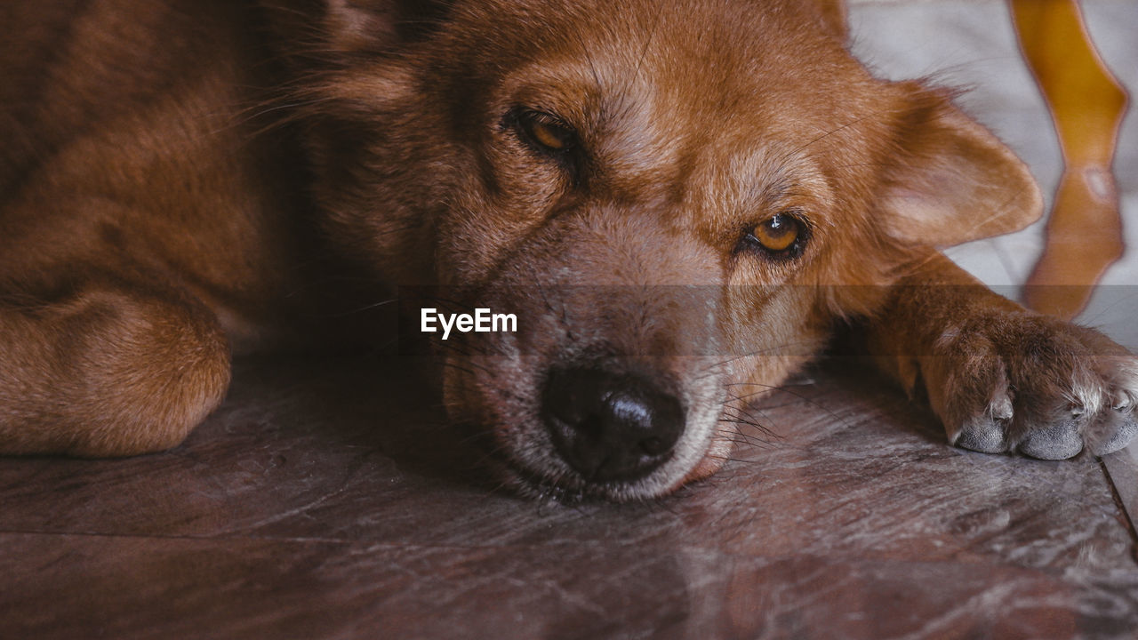 Close-up of a dog resting