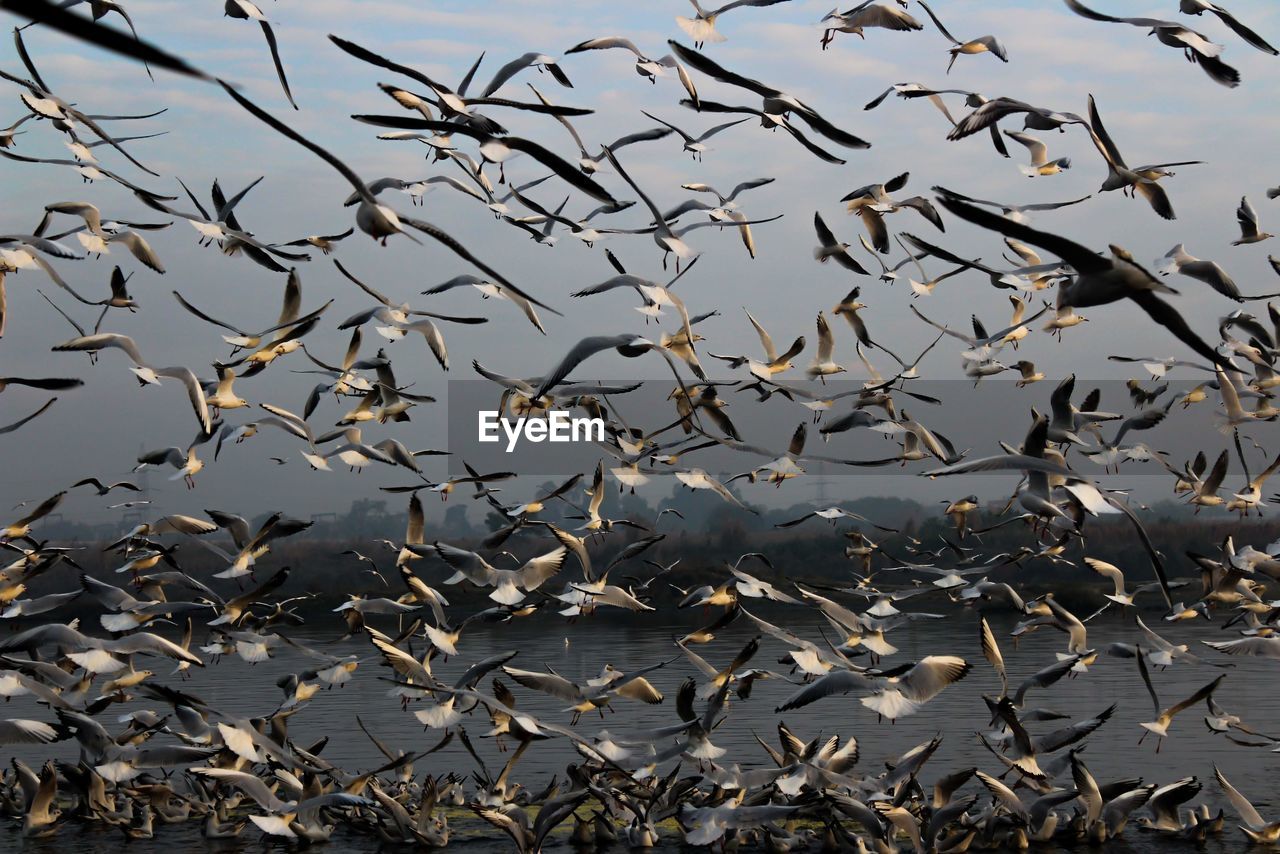 BIRD FLYING OVER LAKE