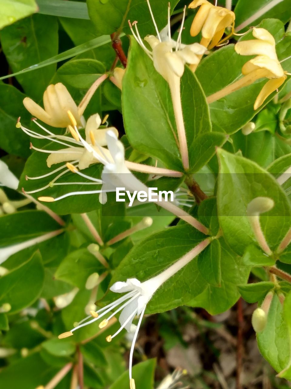 CLOSE-UP OF WHITE FLOWERS BLOOMING