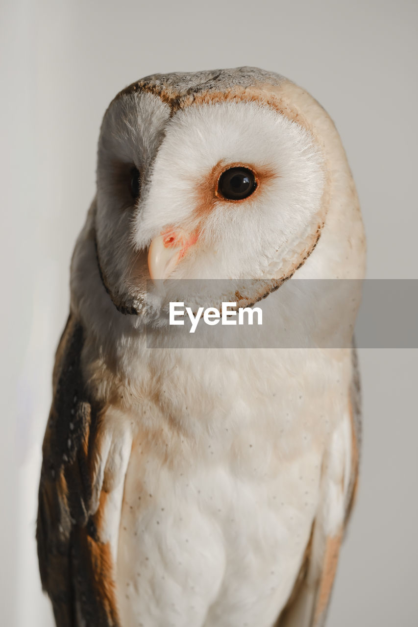 White owl close-up over the wall at home. closeup portrait of wild bird wisdom. education, clever