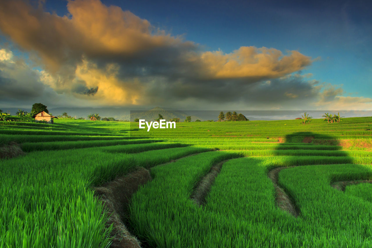 PANORAMIC SHOT OF RICE FIELD AGAINST SKY