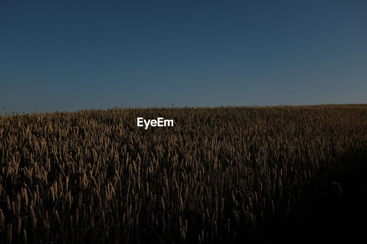 FIELD AGAINST CLEAR SKY