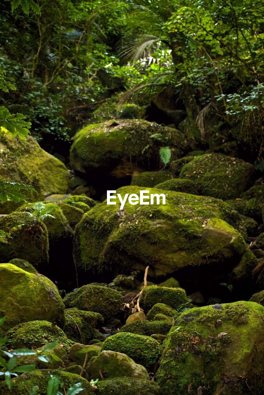 Rocks on landscape