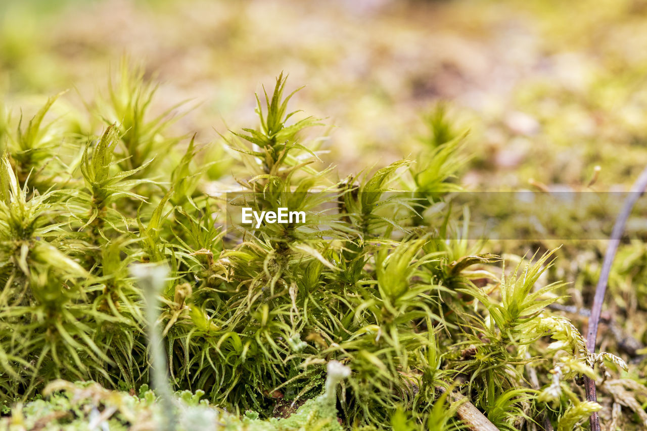 Close-up photo of moss on a fallen tree. macro