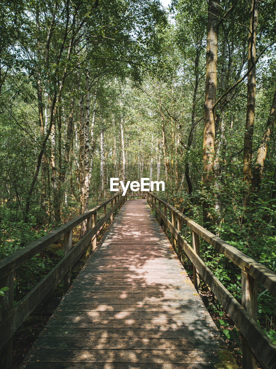 Footbridge amidst trees in forest