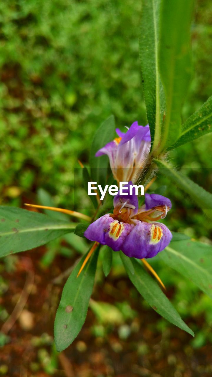 CLOSE-UP OF PURPLE FLOWER BLOOMING OUTDOORS