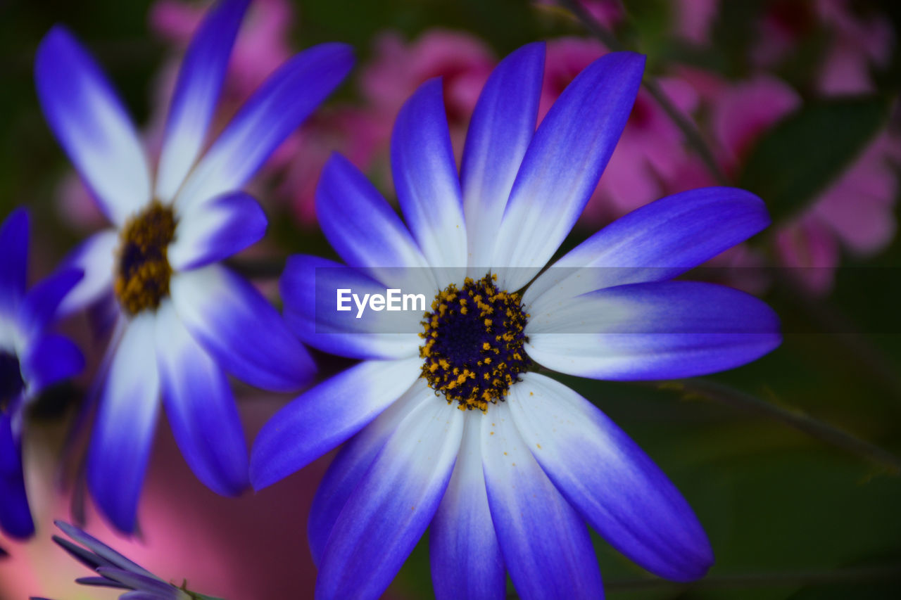 Close-up of blue flowers blooming outdoors