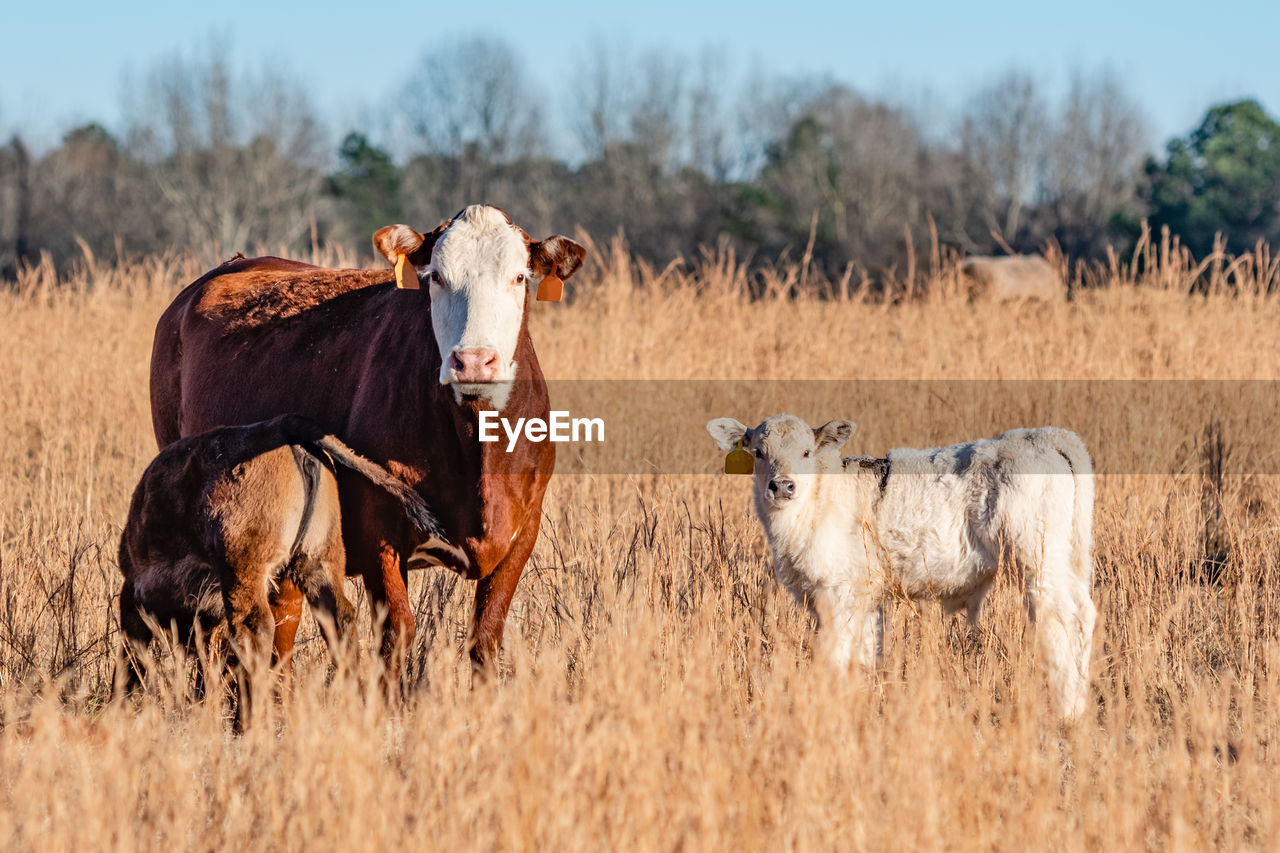 Simmental brood cow with a nursing calf and white calf standing near in a dormant, brown pasture.