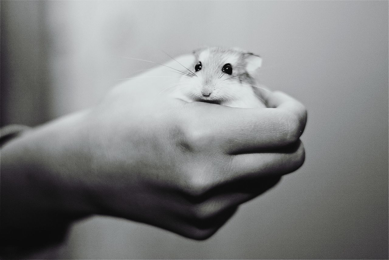 Cropped image of hand holding hamster