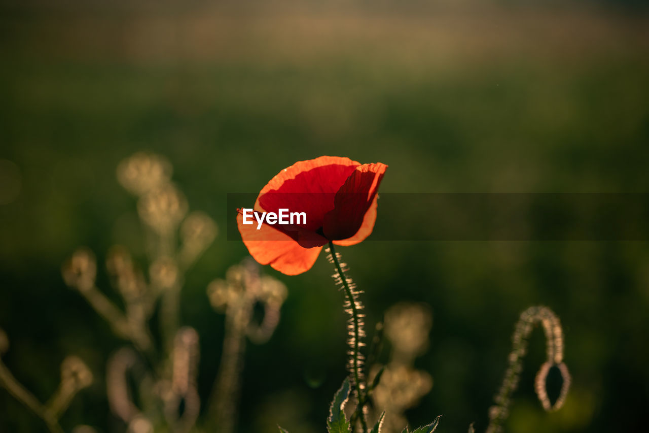 CLOSE-UP OF RED POPPY ON PLANT