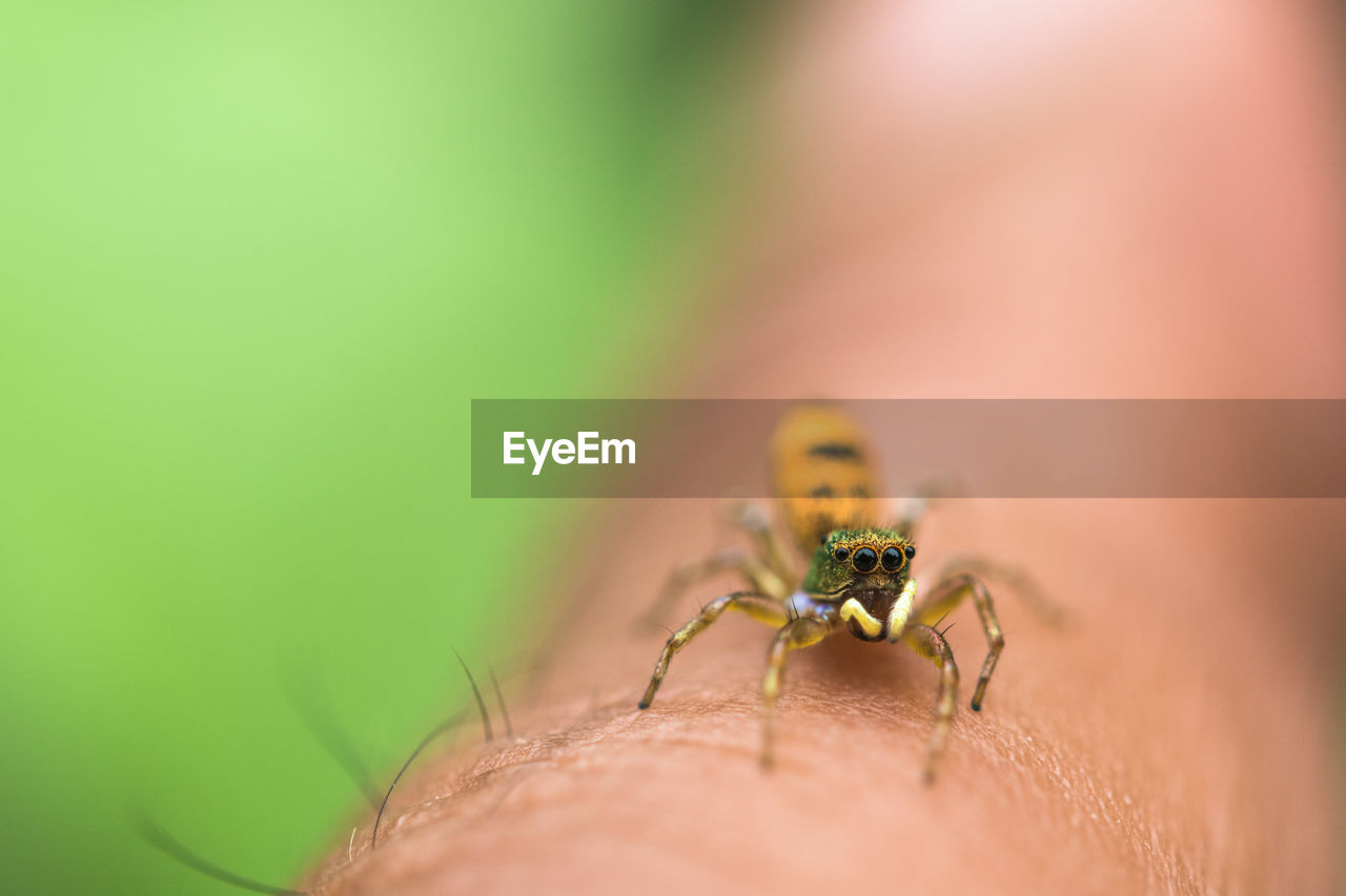 Close-up of spider on hand