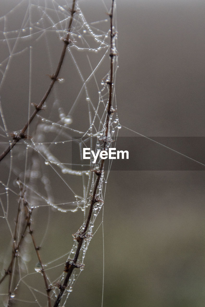 CLOSE-UP OF SPIDER WEB ON BRANCH