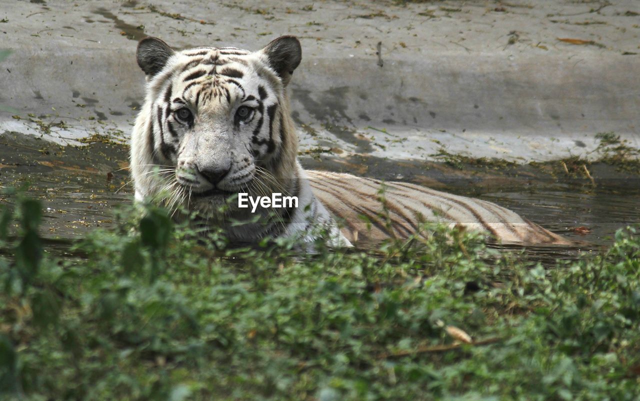 animal, animal themes, tiger, mammal, big cat, feline, animal wildlife, one animal, cat, wildlife, zoo, carnivora, white tiger, nature, carnivore, no people, felidae, portrait, water, relaxation, day, plant, outdoors, looking at camera, domestic animals, grass, pet, lake, animal markings
