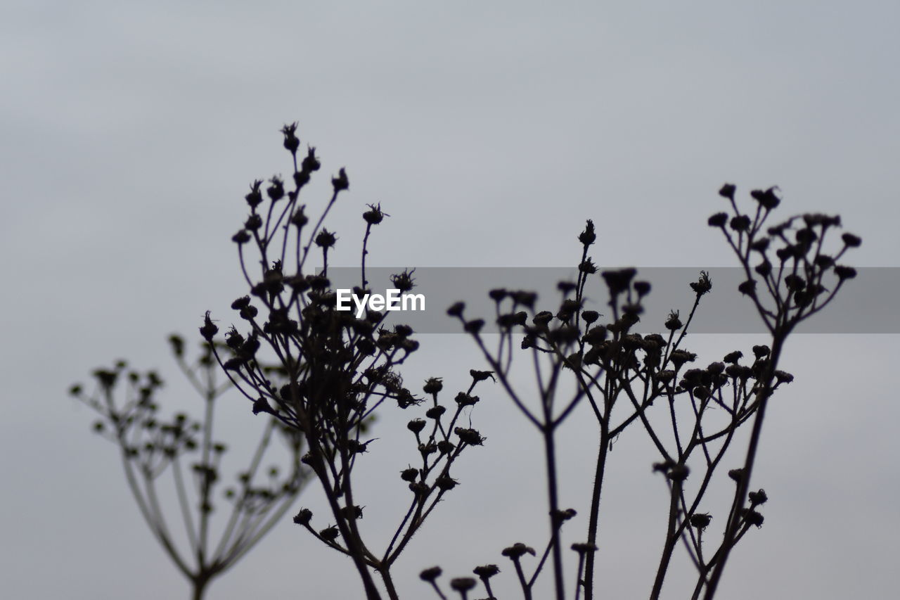 CLOSE-UP OF SILHOUETTE PLANT AGAINST SKY