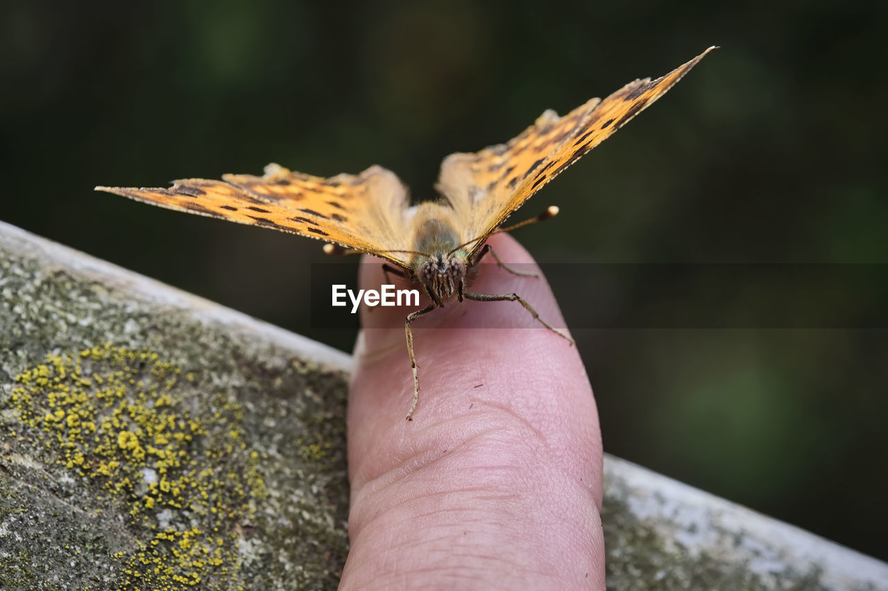 BUTTERFLY ON HAND