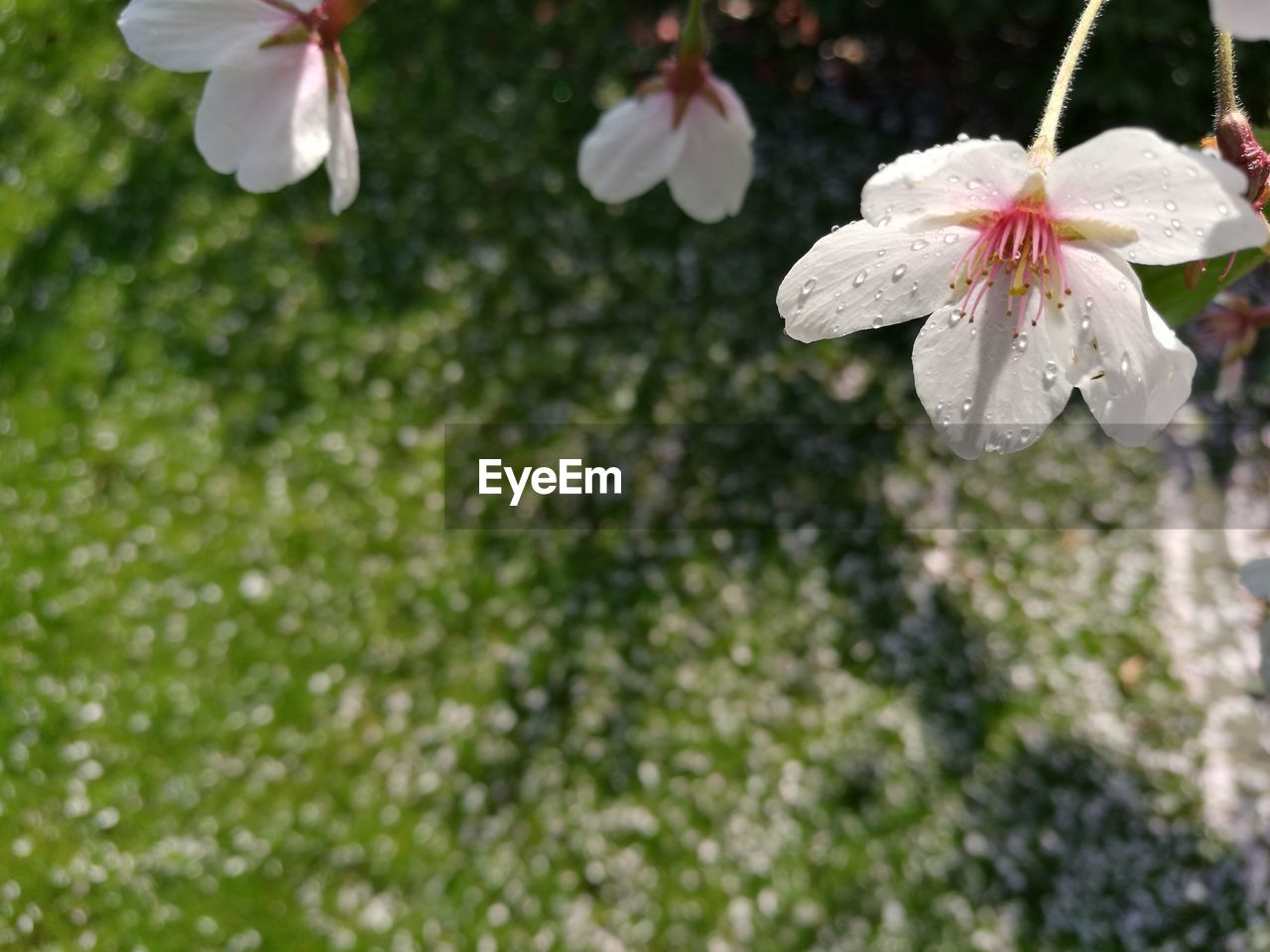 CLOSE-UP OF WATER DROPS ON WHITE FLOWER