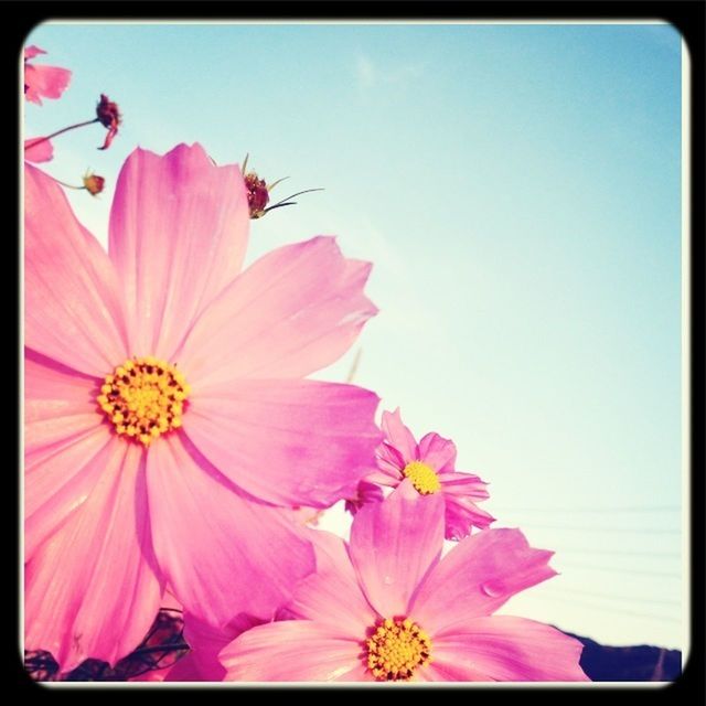 LOW ANGLE VIEW OF PINK FLOWERS BLOOMING AGAINST SKY