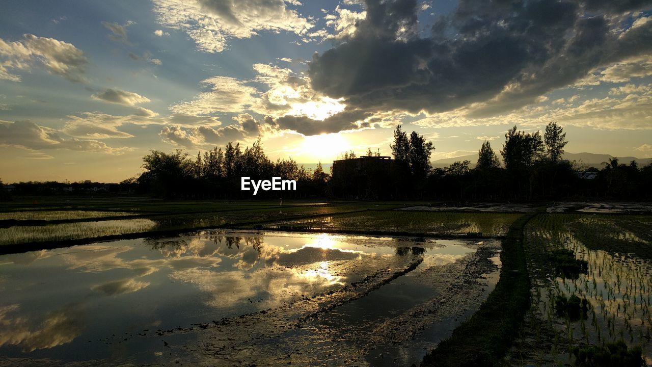 Scenic view of wet rice paddy against sky during sunset