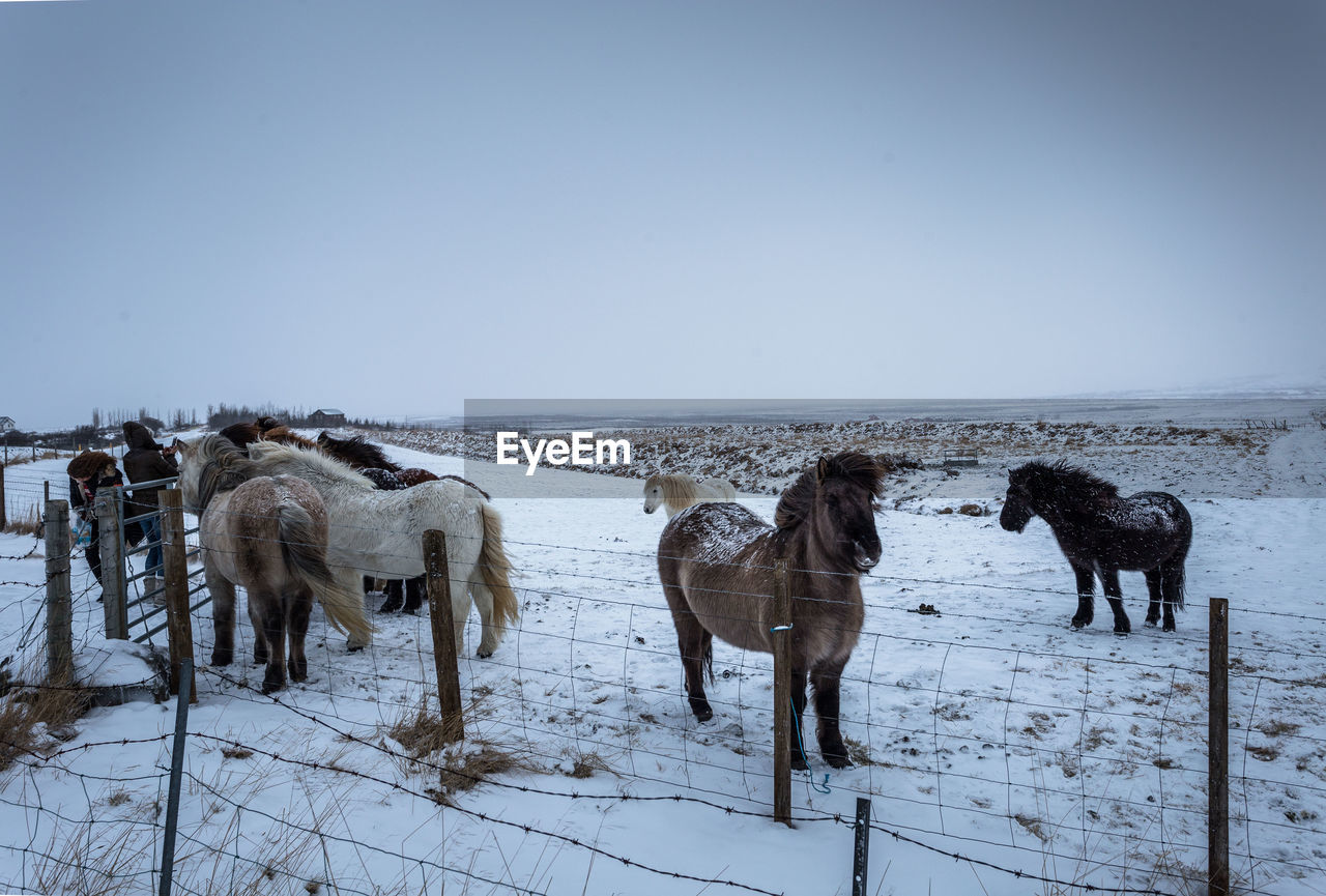 Horses of iceland in winter