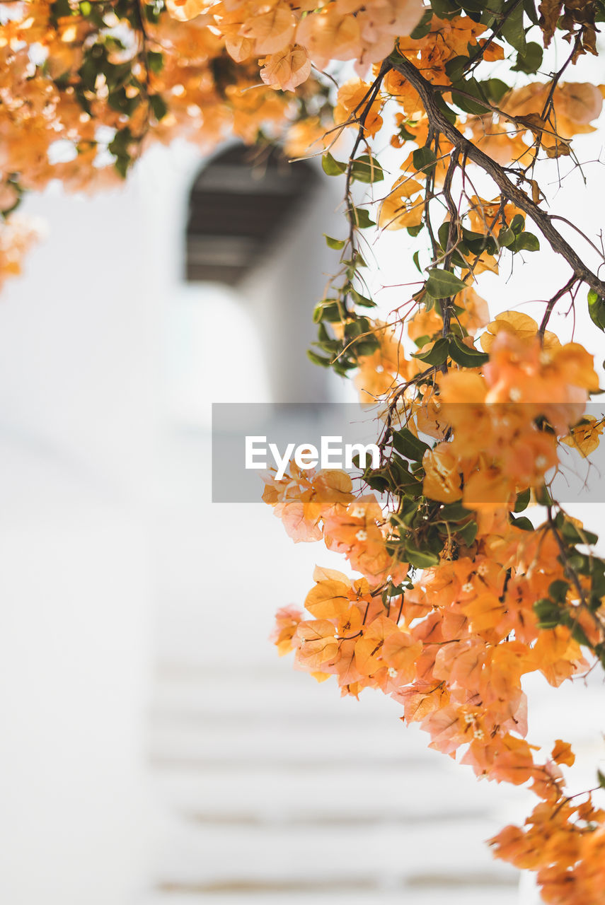 CLOSE-UP OF ORANGE FLOWER TREE