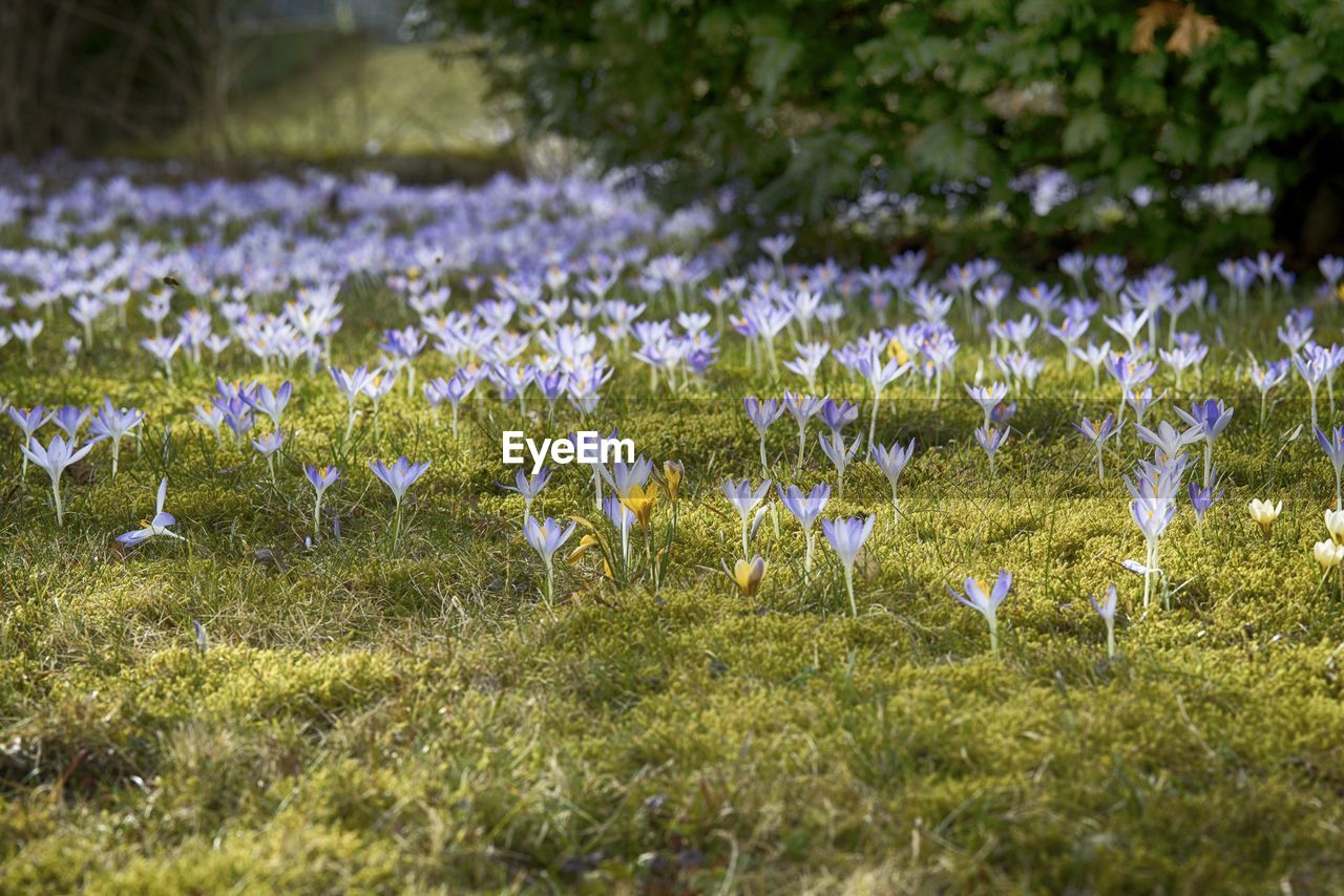 Close-up of purple crocus flowers growing in field