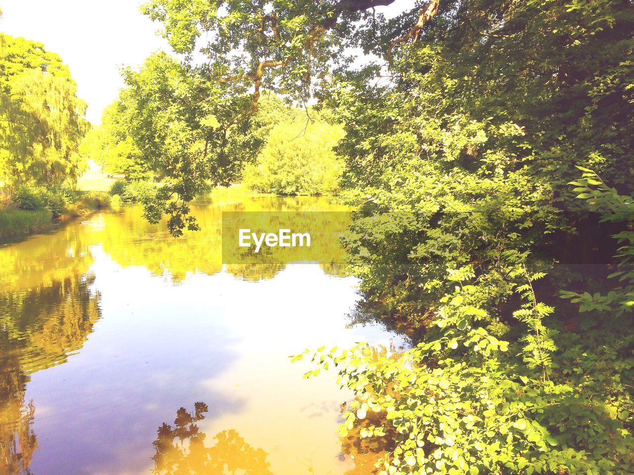 REFLECTION OF TREES ON WATER