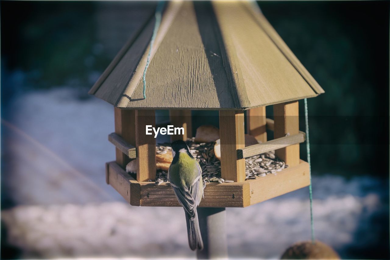 Bluetit in birdhouse