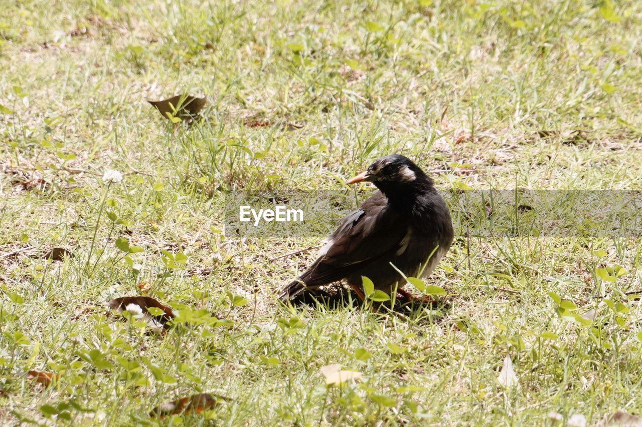 BIRD PERCHING ON GRASS