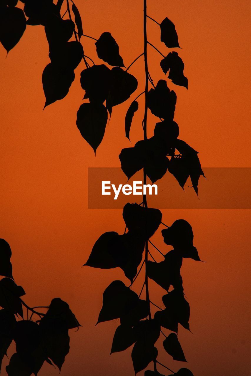 LOW ANGLE VIEW OF SILHOUETTE PLANT AGAINST ORANGE SKY