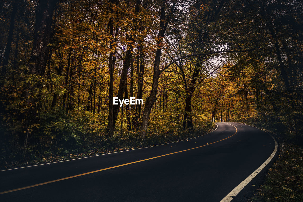 ROAD AMIDST TREES IN FOREST