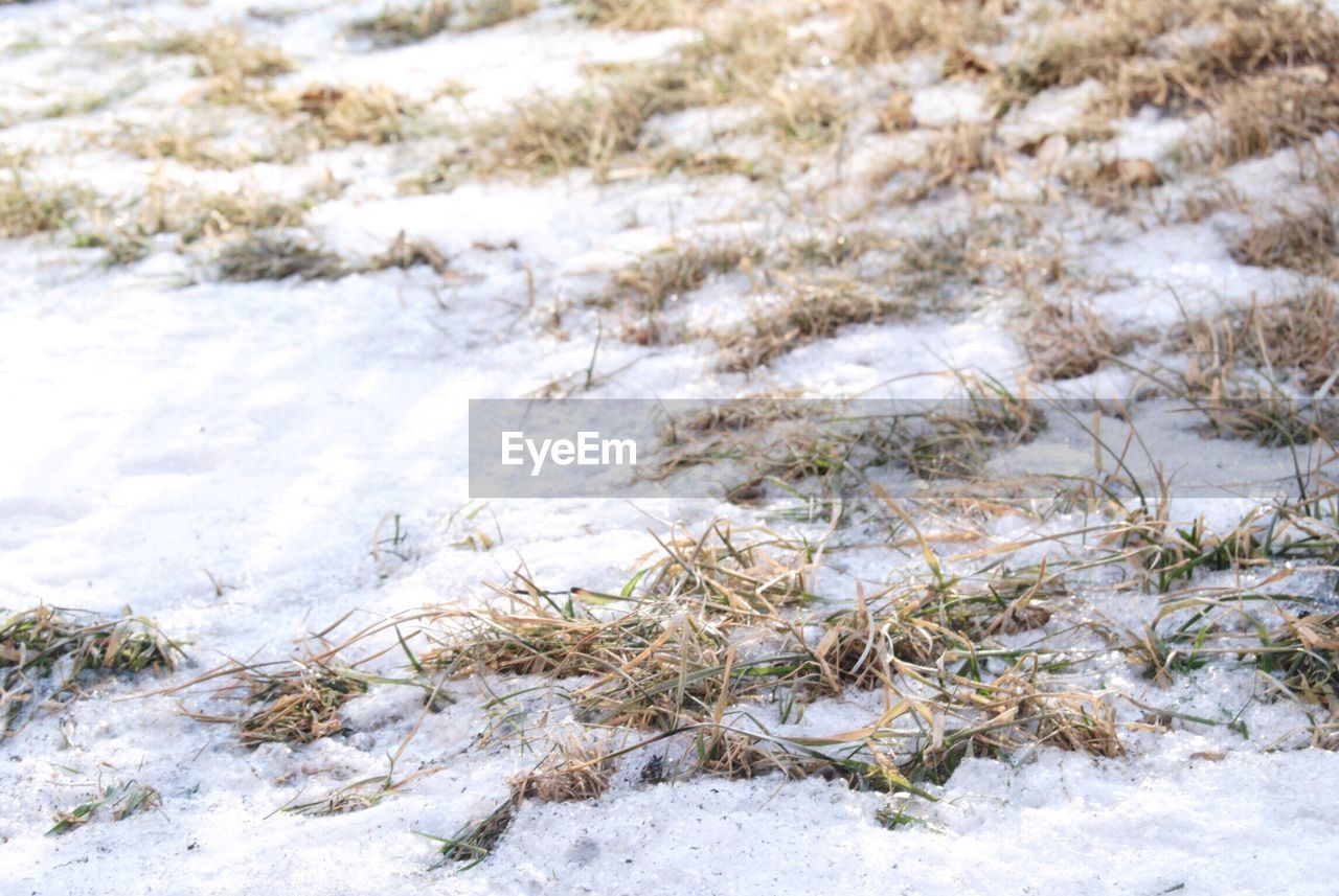 CLOSE-UP OF FROZEN FROST ON LANDSCAPE