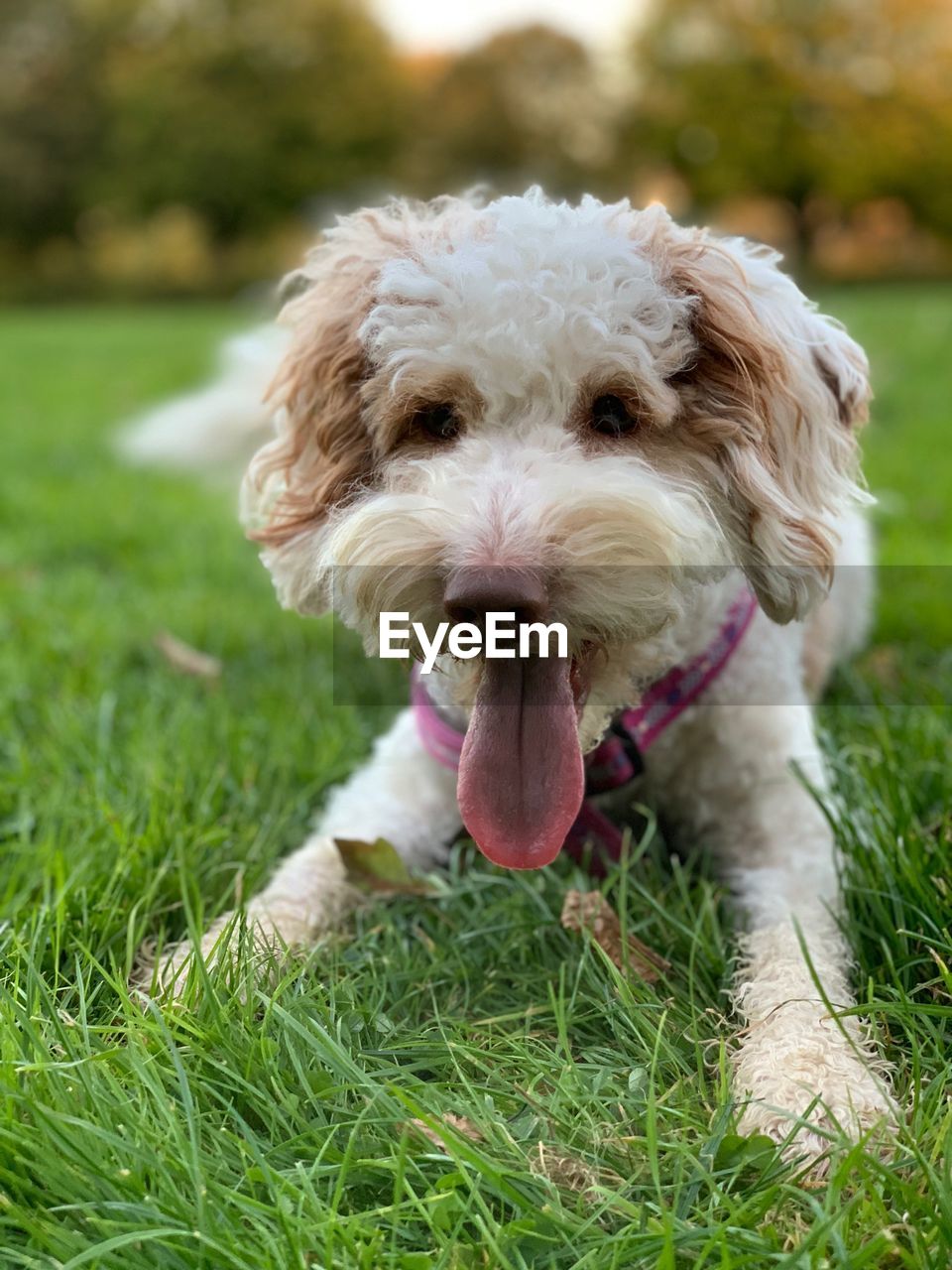 CLOSE-UP PORTRAIT OF DOG STICKING OUT TONGUE