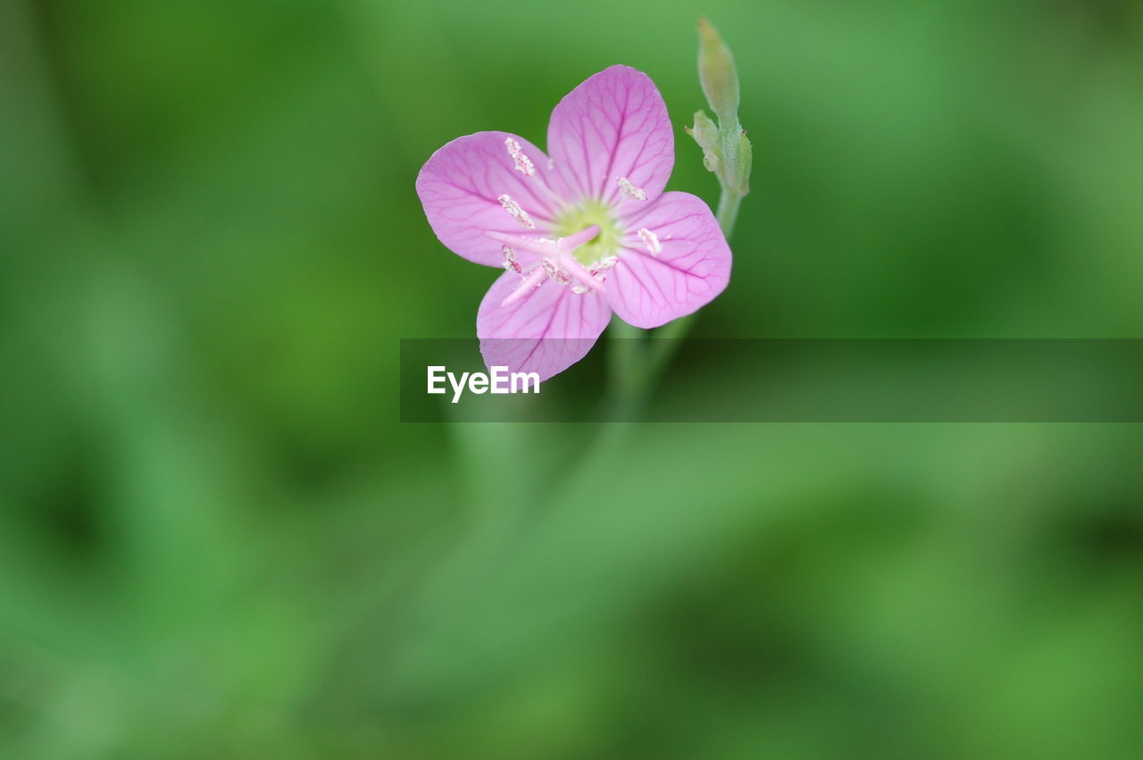 Close-up of pink flowers