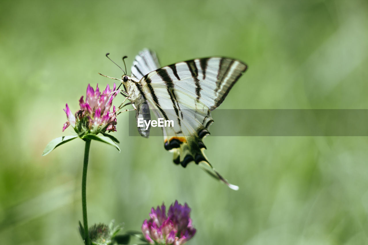 Close-up of butterfly pollinating on flower