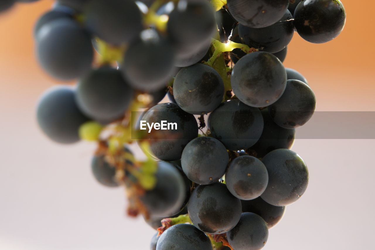 Close-up of grapes outdoors