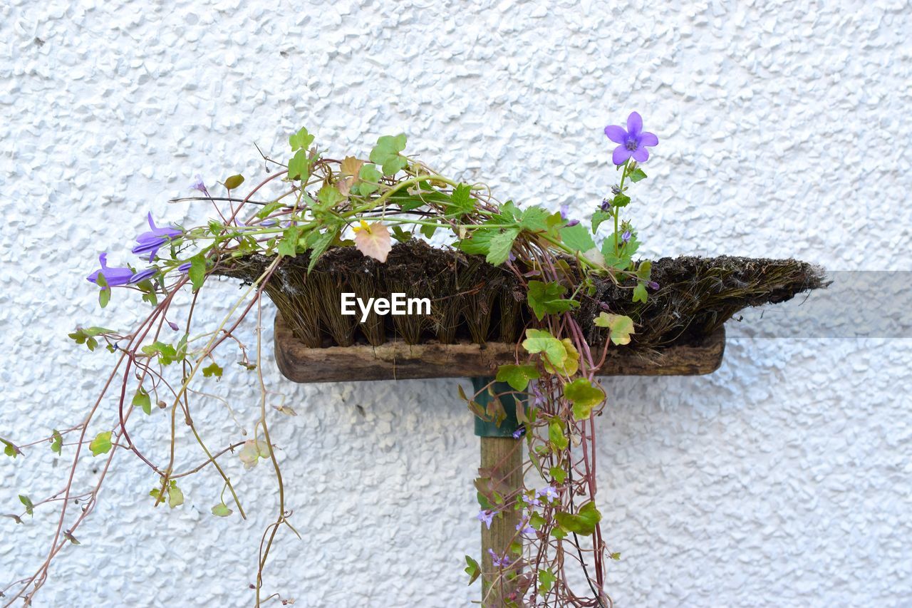 CLOSE-UP OF POTTED PLANT AGAINST WALL