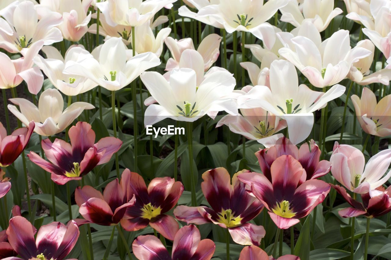 Close-up of pink flowering plants in park