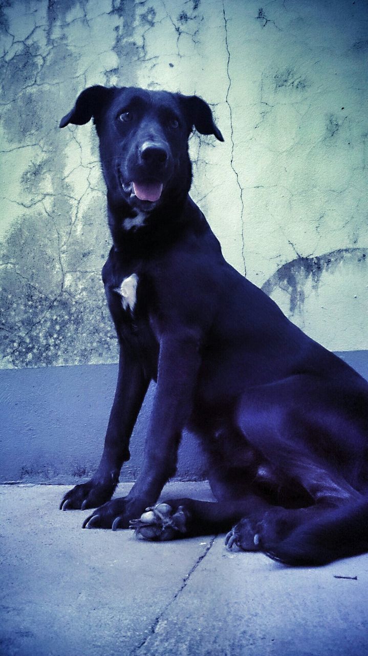 Dog sitting against wall