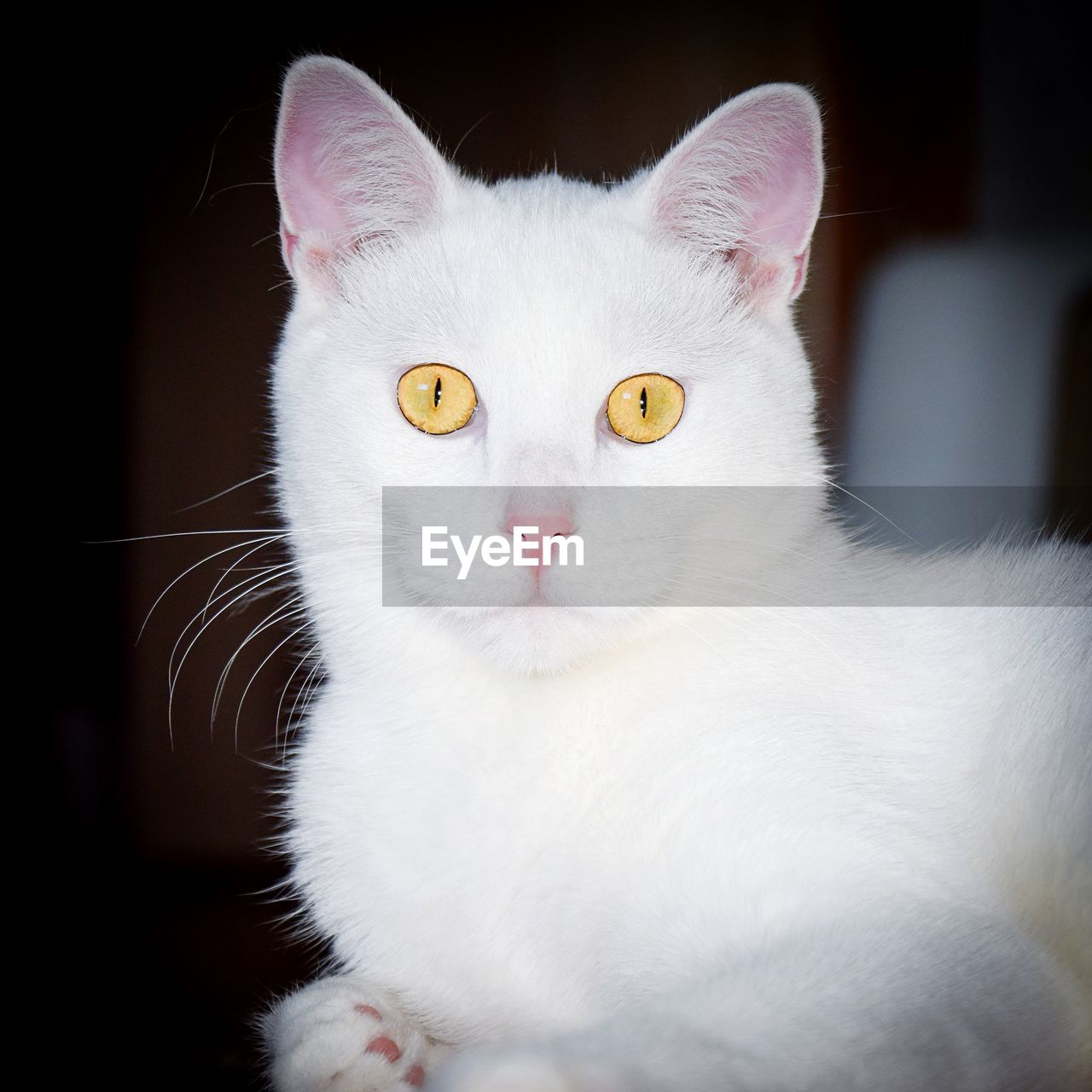 Head of white cat looking at camera