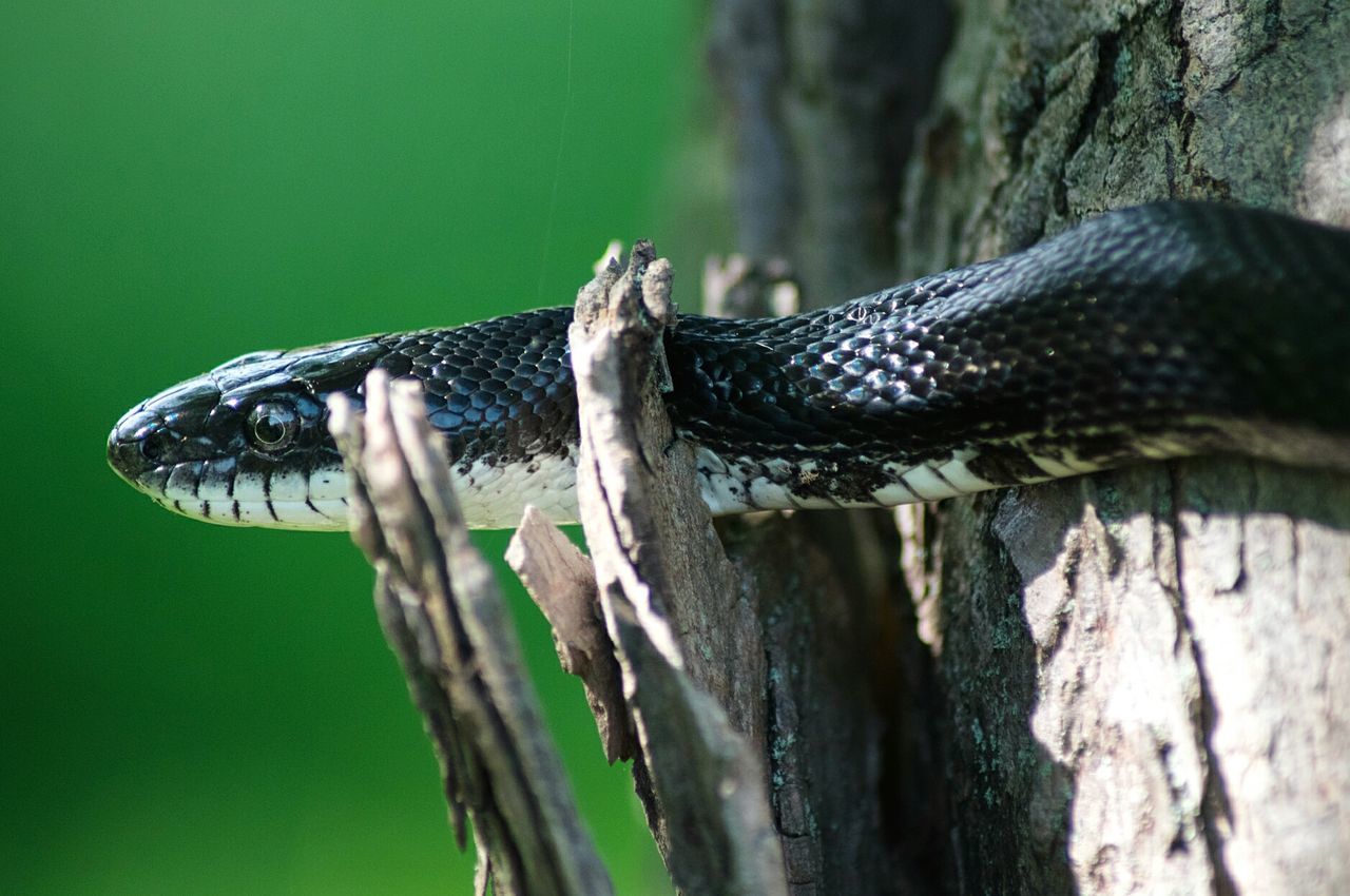 Close-up of snake on tree